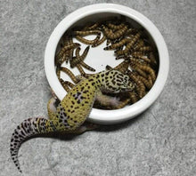 Load image into Gallery viewer, Reptile Food Bowl