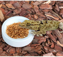 Load image into Gallery viewer, Reptile Food Bowl