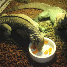 Load image into Gallery viewer, Reptile Food Bowl
